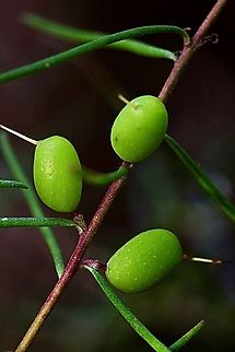 Prickly Geebung with unripe drupes - Persoonia juniperina  Australia,Geotagged,Persoonia juniperina,Prickly geebung,Winter