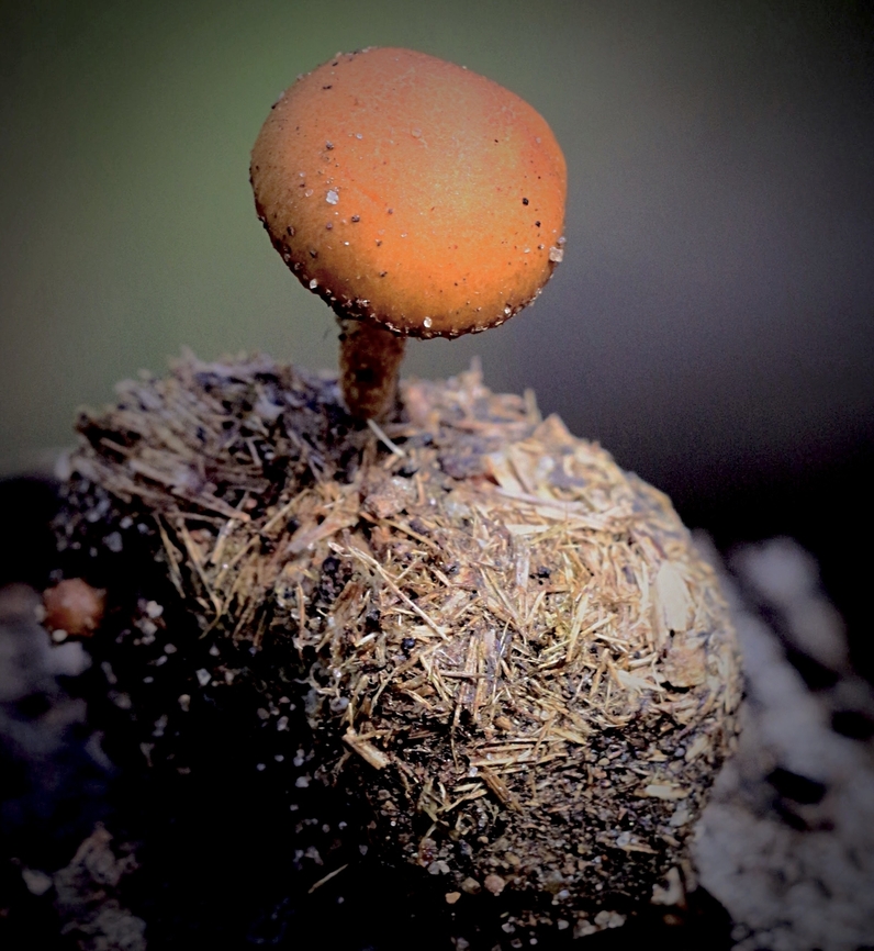 Dung loving mushroom - Genus Deconica Growing on kangaroo dung pellets. Australia,Geotagged,Winter