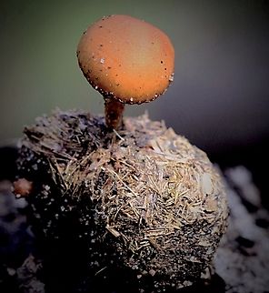 Dung loving mushroom - Genus Deconica Growing on kangaroo dung pellets. Australia,Geotagged,Winter