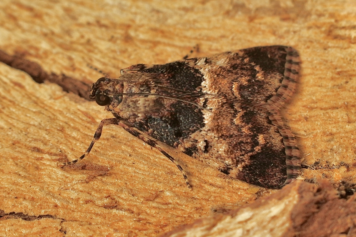 Teatree Web Moth - Orthaga thyrisalis Attracted to UV light. Australia,Geotagged,Orthaga thyrisalis,Summer,Teatree Web Moth