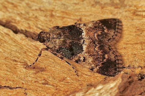 Teatree Web Moth - Orthaga thyrisalis Attracted to UV light. Australia,Geotagged,Orthaga thyrisalis,Summer,Teatree Web Moth