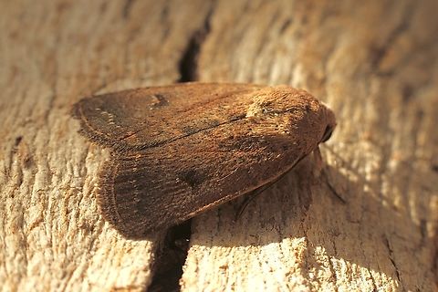 Black bar noctuid - Proteuxoa hypochalchis Attracted to UV light. Australia,Geotagged,Proteuxoa hypochalchis,Summer