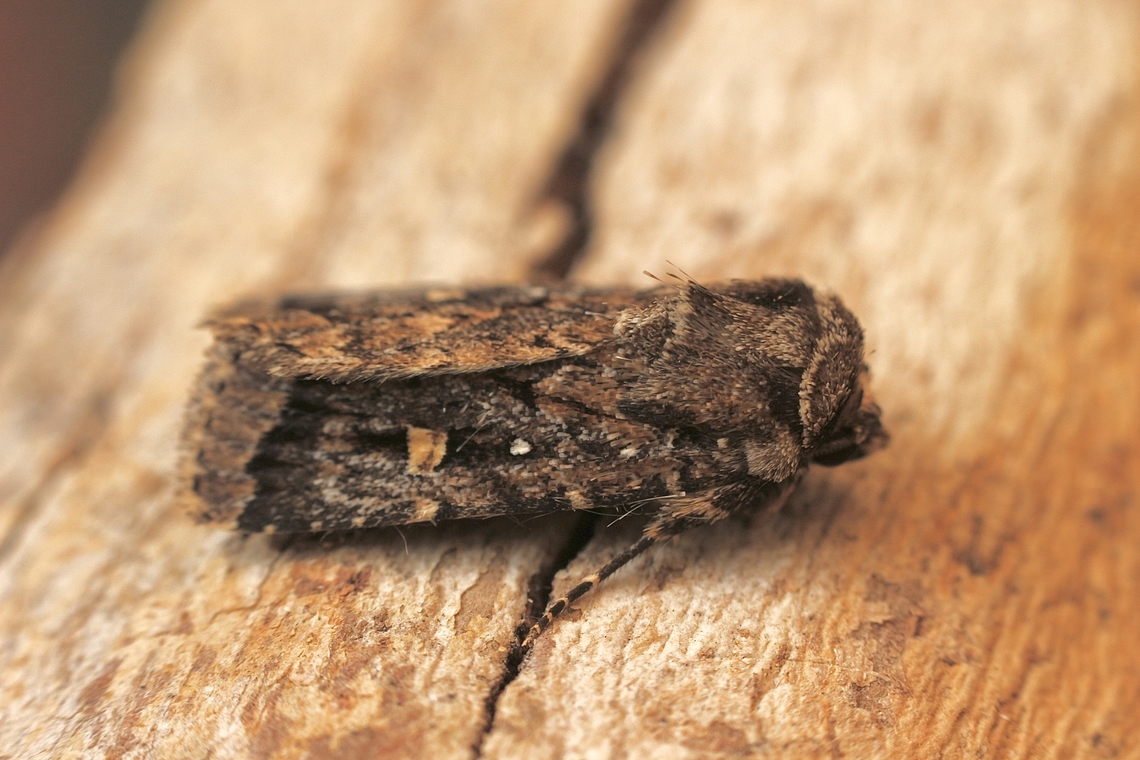 Noctuid moth species - Proteuxoa bistrigula Attracted to UV light. Australia,Geotagged,Proteuxoa bistrigula,Summer