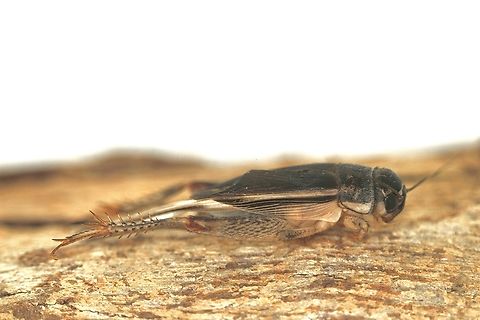 Lepidogryllus parvulus