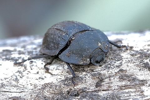 Burrowing pie-dish beetles - Saragus costatus  Australia,Geotagged,Saragus costatus,Summer