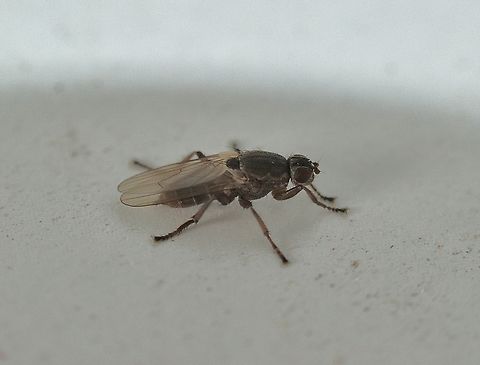 Kelp fly or seaweed fly ( species unidentified) Attracted to UV light.  Australia,Geotagged,Summer