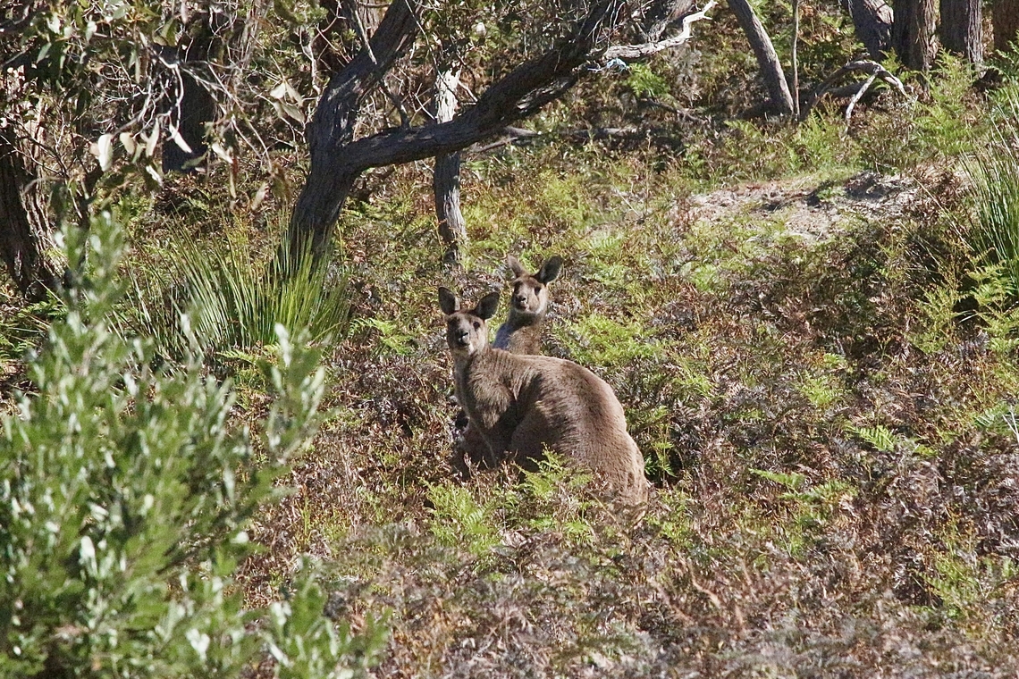Western grey kangaroo - Macropus fuliginosus A pair of western grey kangaroos in their native habitat. Australia,Geotagged,Macropus fuliginosus,Spring,Western grey kangaroo