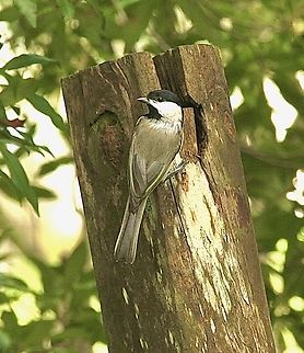 Carolina Chickadee - Poecile carolinensis  Carolina Chickadee,Geotagged,Poecile carolinensis,Summer,United States