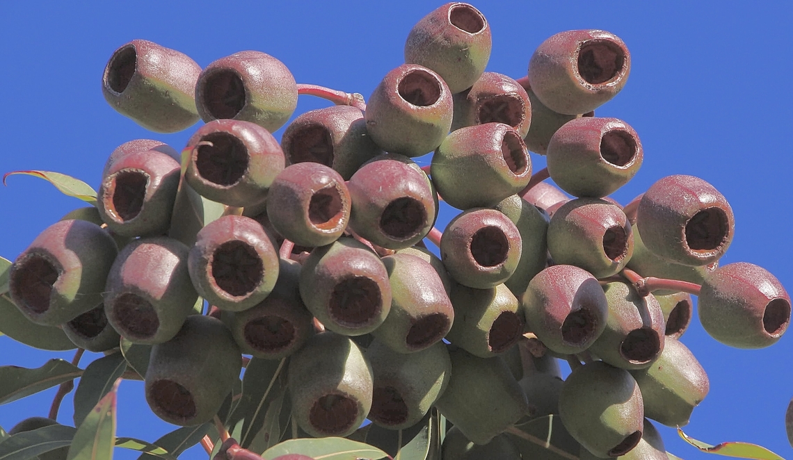 Red flowering gum - Corymbia ficifolia Seed pods of red flowering gum. Corymbia ficifolia,Eamw eucalyptus,Red flowering gum