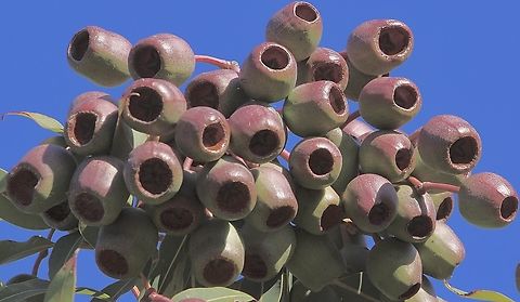 Red flowering gum - Corymbia ficifolia Seed pods of red flowering gum. Corymbia ficifolia,Eamw eucalyptus,Red flowering gum