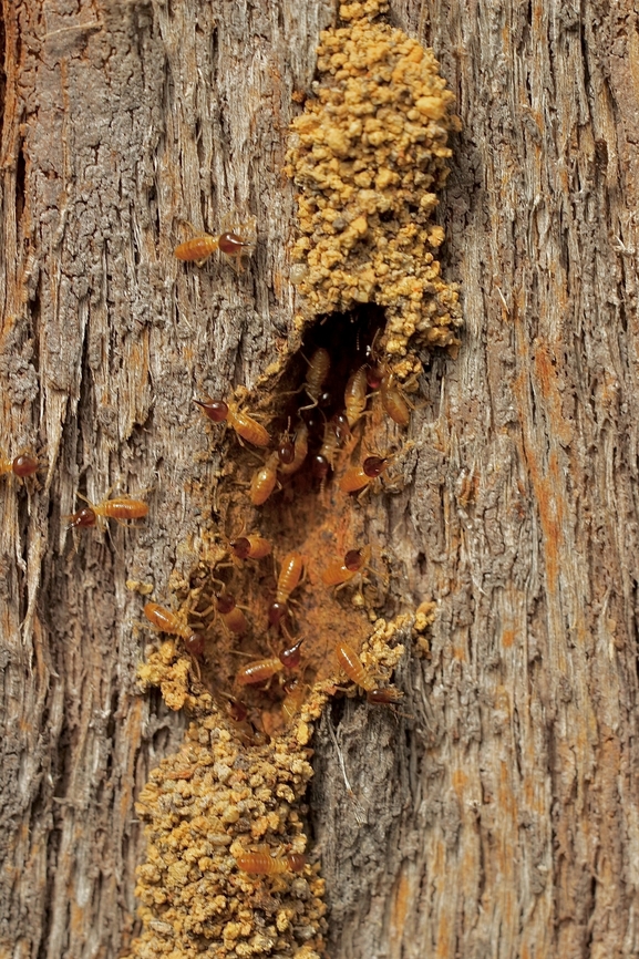 Termites, genus Nasutitermes Infested a eucalyptus tree. Australia,Geotagged,Summer