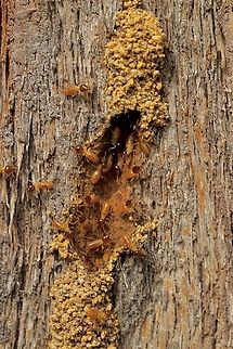 Termites, genus Nasutitermes Infested a eucalyptus tree. Australia,Geotagged,Summer