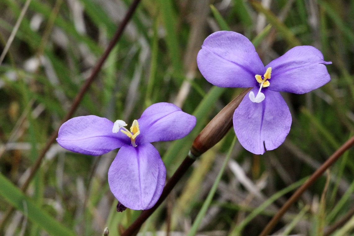 Purple flag - Patersonia sericea  Australia,Eamw flora,Geotagged,Patersonia sericea,Purple flag,Spring