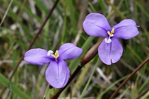 Purple flag - Patersonia sericea  Australia,Eamw flora,Geotagged,Patersonia sericea,Purple flag,Spring