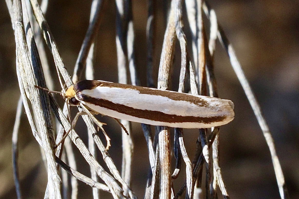 Moth in genus - Xylorycta  Australia,Geotagged,Spring