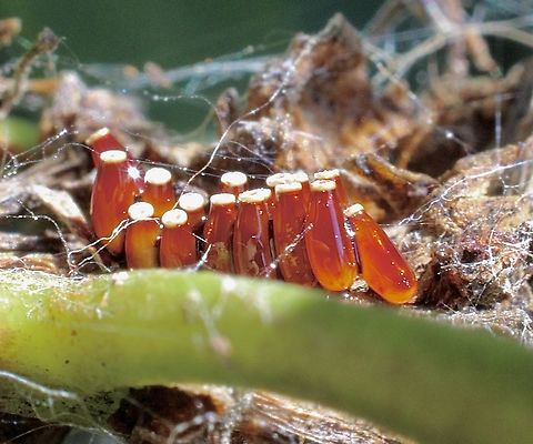 Eggs of assassin bug - species unidentified  Australia,Fall,Geotagged