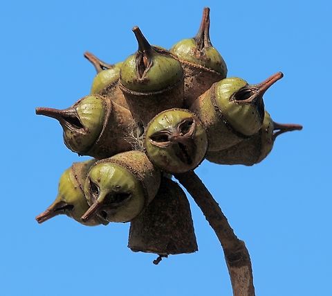 Spider Gum - Eucalyptus conferruminata A cluster of ripe seed pods. Australia,Bald Island marlock,Eamw eucalyptus,Eucalyptus conferruminata,Fall,Geotagged