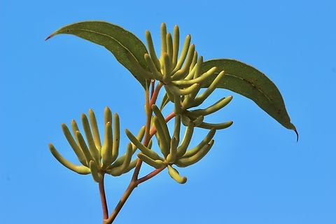 Spider Gum - Eucalyptus conferruminata Unopened flower bracts. Australia,Bald Island marlock,Eamw eucalyptus,Eucalyptus conferruminata,Fall,Geotagged