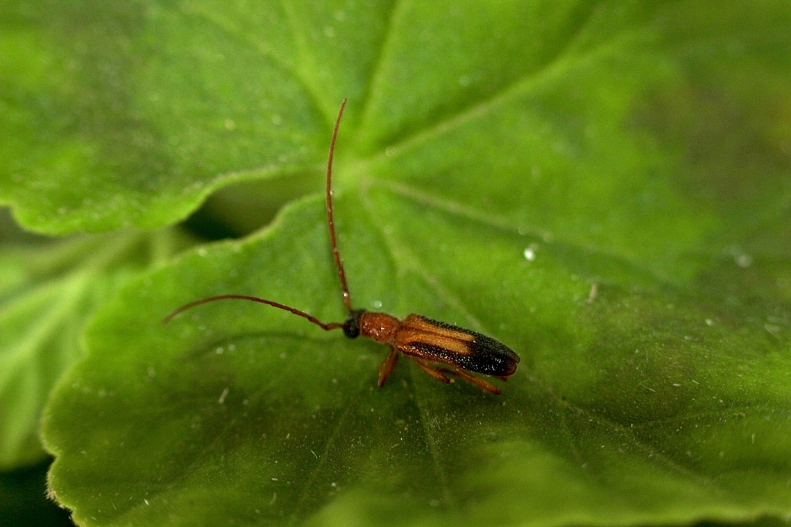 Atesta dorsale Attracted to UV light. Atesta dorsale,Australia,Geotagged,Summer
