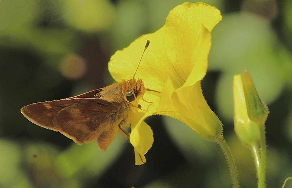 Umber Skipper - Lon melane Observed in domestic garden in city area. Geotagged,Lon melane,Umber Skipper,United States,Winter