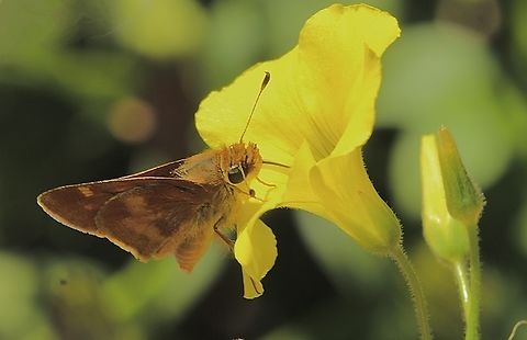 Umber Skipper - Lon melane Observed in domestic garden in city area. Geotagged,Lon melane,Umber Skipper,United States,Winter