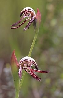 Red beaks - Pyrorchis nigricans  Australia,Geotagged,Pyrorchis nigricans,Red beaks,Spring