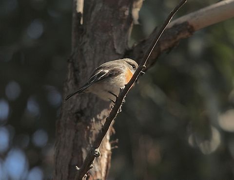 Scarlet Robin - Petroica boodang ( female) It didn’t want to turn around. Australia,Fall,Geotagged,Petroica boodang,Scarlet Robin