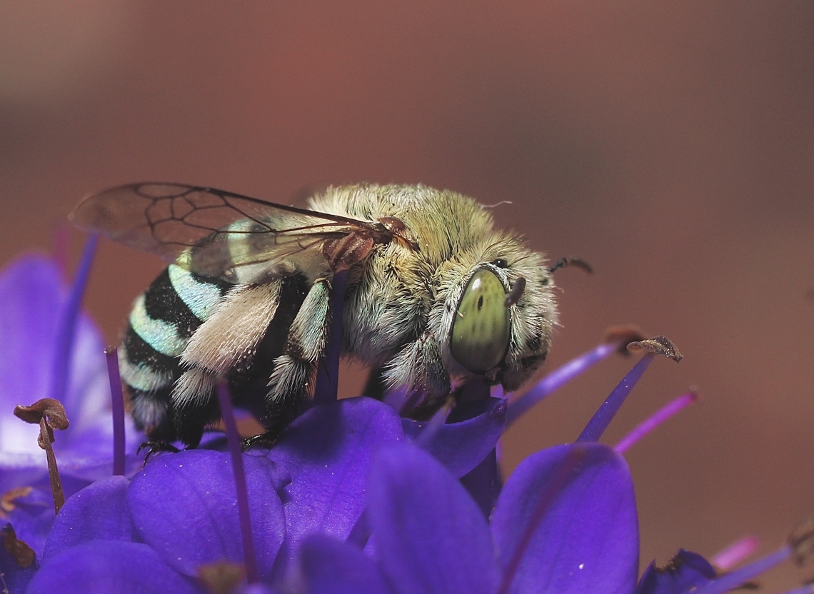 White-banded digger bee - Amegilla quadrifasciata  Amegilla quadrifasciata,Australia,Geotagged,Spring