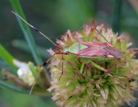 Pseudopantilius australis  Australia,Geotagged,Pseudopantilius australis,Spring