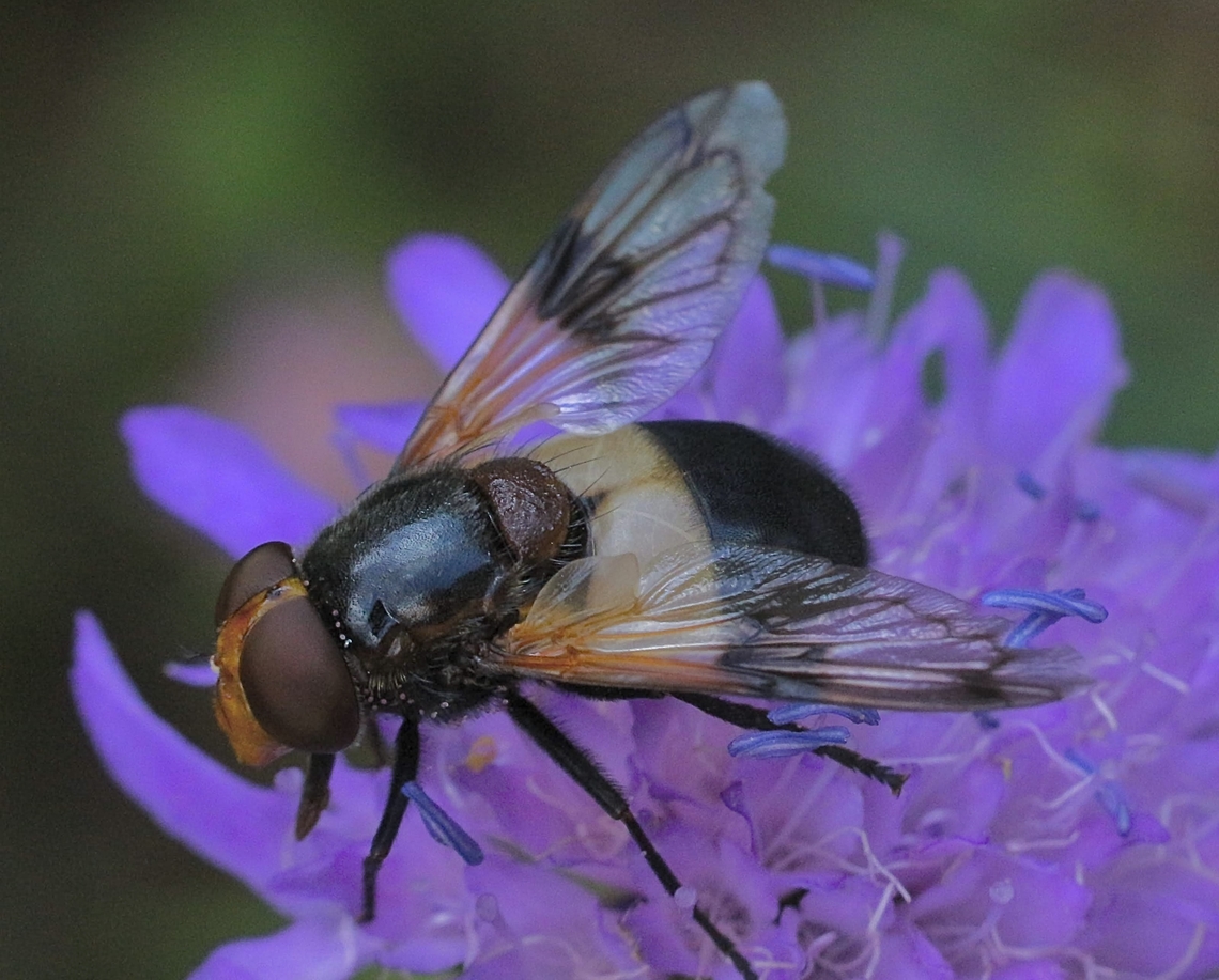 Pellucid Hover Fly - Volucella pellucens  Geotagged,Germany,Pellucid Hover Fly,Summer,Volucella pellucens,eamw flies