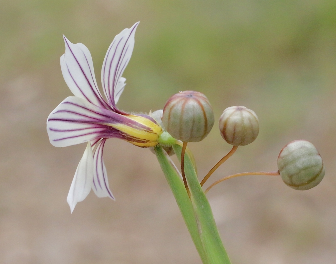 Blue Pigroot - Sisyrinchium micranthum Introduced and naturalized to Australia  Australia,Geotagged,Sisyrinchium micranthum,Spring