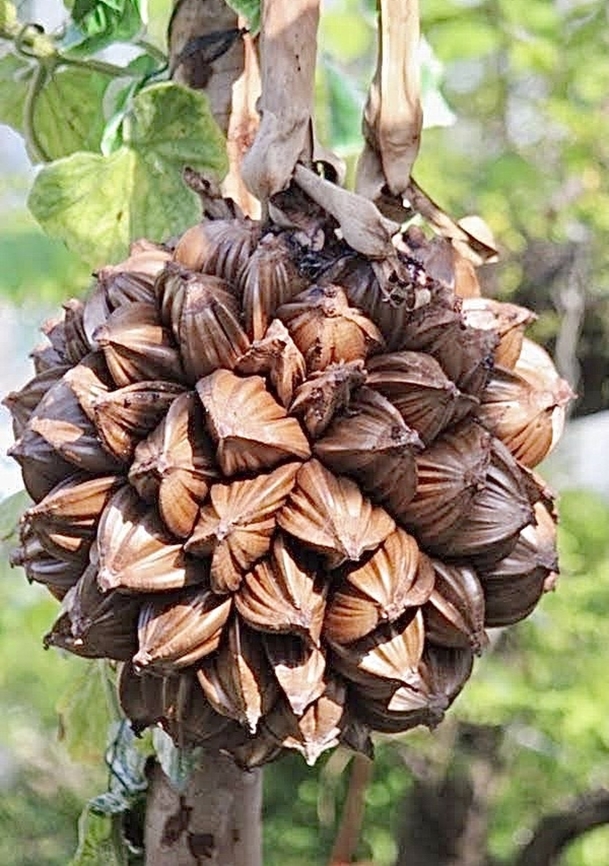 Seed pods of Mangrove Palm - Nypa fruticans  Australia,Eamw flora,Fall,Geotagged,Haleculani NSW,Nipa palm,Nypa fruticans