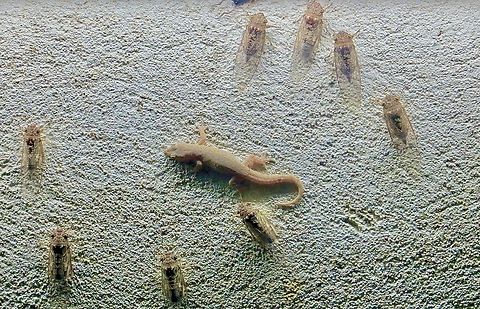 Common Asian house gecko - Hemidactylus frenatus ( gecko and cicadas are all attracted to outside light.) Can’t make up my mind which one to eat first.

This image was taken mid 2013 Asian House Gecko,Eamw geckos,Geotagged,Hemidactylus frenatus,Summer,Vietnam