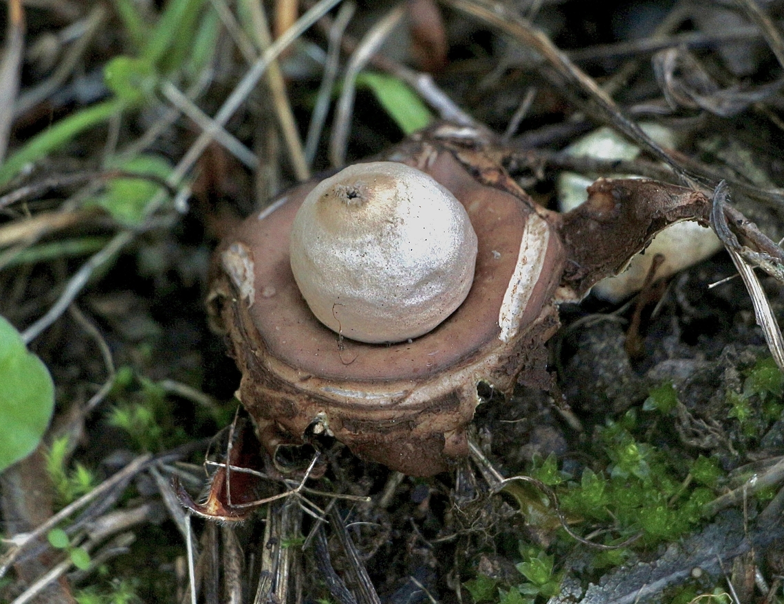 Rounded earthstar - Geastrum saccatum Almost past it&rsquo;s prime time. Australia,Eamw fungi,Fall,Geastrum saccatum,Geotagged,Rounded earthstar