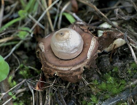 Rounded earthstar - Geastrum saccatum Almost past it’s prime time. Australia,Eamw fungi,Fall,Geastrum saccatum,Geotagged,Rounded earthstar