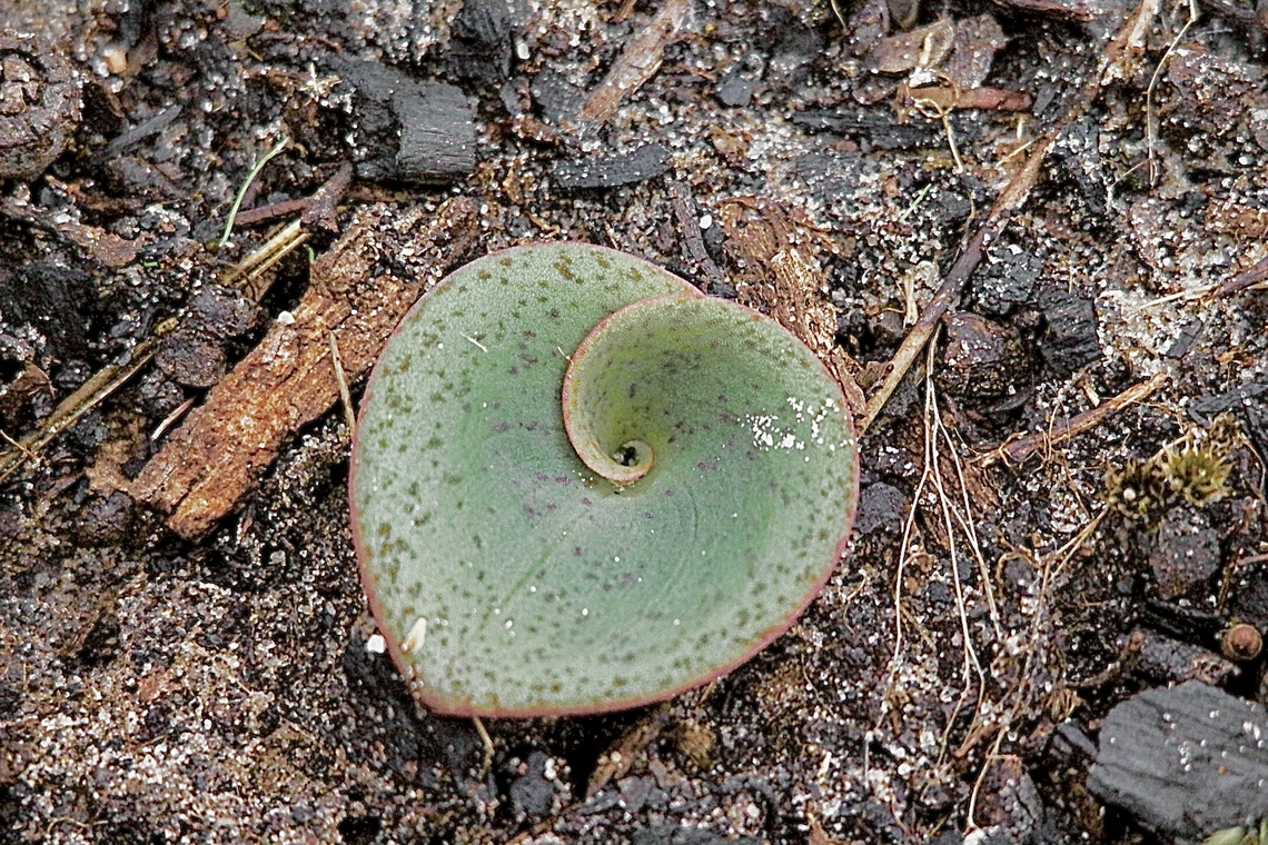 Leaf of Red beaks orchid- Pyrorchis nigricans The one and only leaf of this orchid becomes visible in autumn. Australia,Bairnsdale Vic,Eamw flora,Eamw orchids,Fall,Geotagged,Pyrorchis nigricans,Red beaks