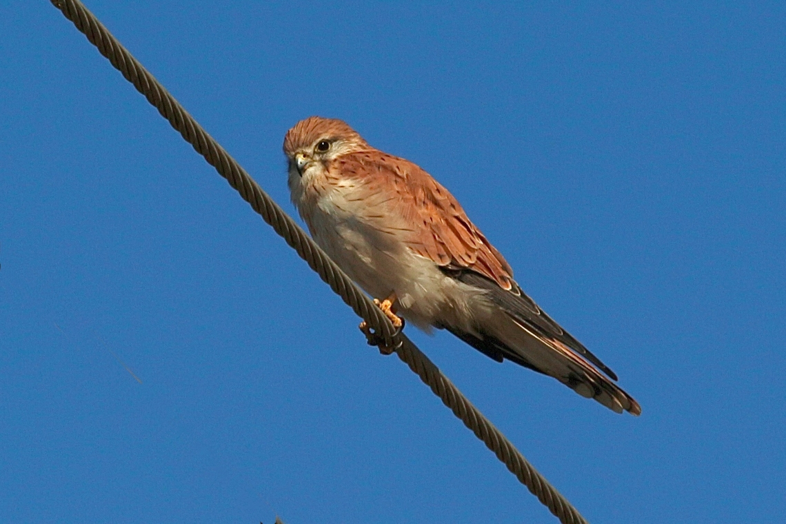 Falco cenchroides  Australia,Eamw birds,Eamw birds of prey,Falco cenchroides,Fall,Ferries Mc Donald Cons Park,Geotagged,Nankeen kestrel