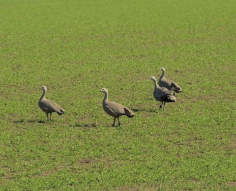 Cape Barren geese - Cereopsis novaehollandiae Feeding on irrigated pasture. Australia,Cape Barren goose,Cereopsis novaehollandiae,Eamw birds,Fall,Geotagged,Water Bird's