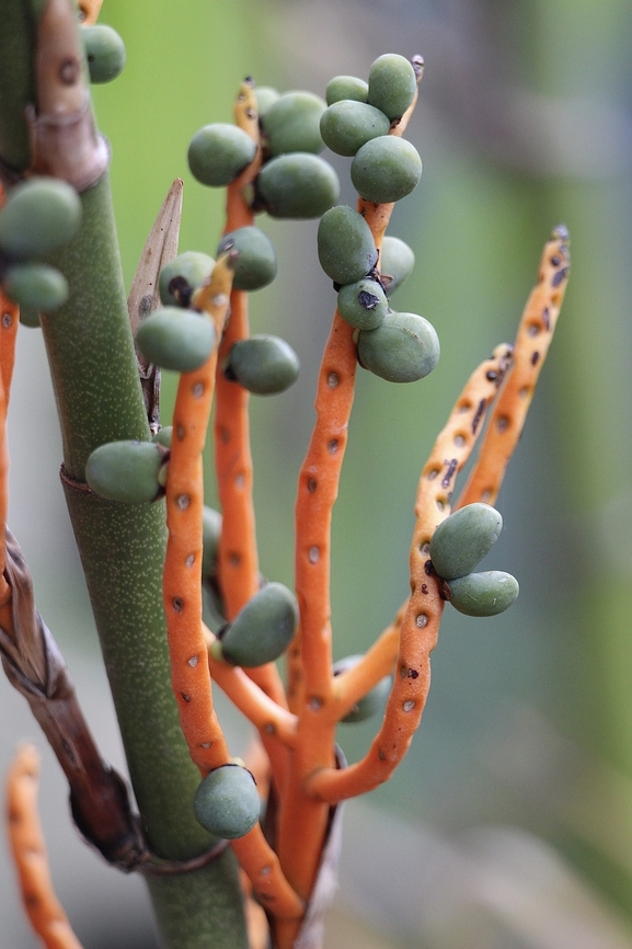 Reed Palm - Chamaedorea seifrizii  Australia,Chamaedorea seifrizii,Eamw flora,Fall,Geotagged,Haleculani NSW
