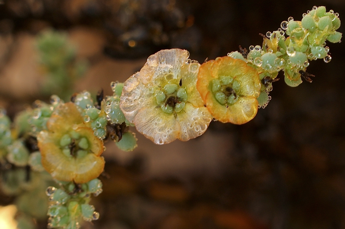 Short-leaf bluebush - Maireana brevifolia Covered in early morning dew. Australia,Eamw flora,Fall,Ferries Mc Donald Cons Park,Geotagged,Maireana brevifolia