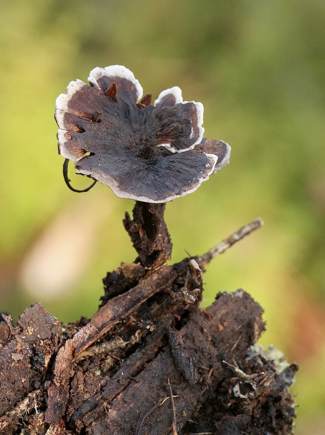 Black tooth - Phellodon niger  Australia,Eamw fungi,Fall,Geotagged,Phellodon niger,Spring Mount Conservation Park South