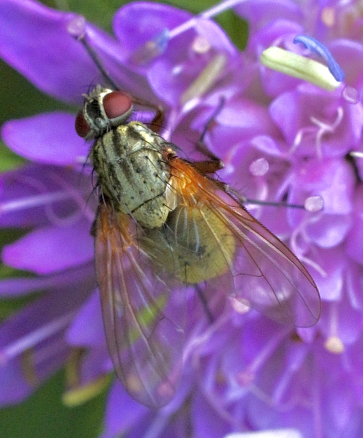 Phaonia angelicae  Geotagged,Germany,Phaonia angelicae,Summer,eamw flies
