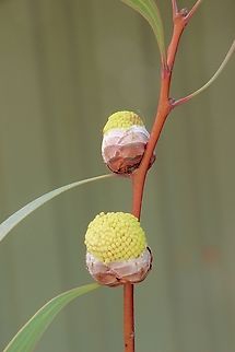 Pincushion Hakea - Hakea laurina Flower buds. Australia,Eamw flora,Fall,Geotagged,Hakea laurina,Pincushion Hakea,Victor harbor area