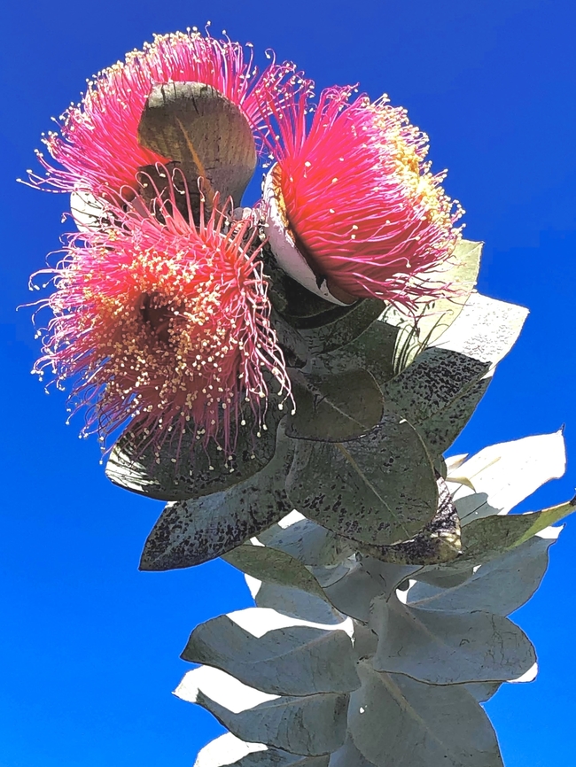 Eucalyptus macrocarpa A western Australian eucalyptus species, but often used as an ornamental tree in other states. Eamw eucalyptus,Eamw flora,Eucalyptus macrocarpa,Mottlecah,SA Australia