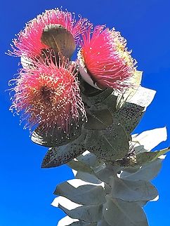 Eucalyptus macrocarpa A western Australian eucalyptus species, but often used as an ornamental tree in other states. Eamw eucalyptus,Eamw flora,Eucalyptus macrocarpa,Mottlecah,SA Australia