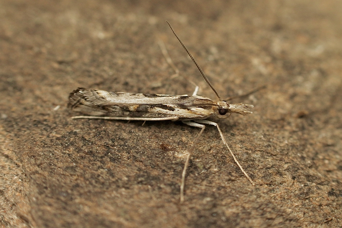 Hednota pedionoma Attracted to UV light Acropolitis pedionoma,Australia,Eamw moth,Encounter Bay SA,Fall,Geotagged,Hednota pedionoma,UVL