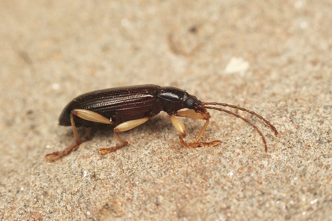 Dimorphochilus pascoei Attracted to UV light  Australia,Dimorphochilus pascoei,Eamw beetles,Encounter Bay SA,Fall,Geotagged,UVL