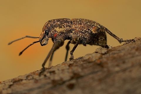 Weevil in genus - Psapharus Attracted to UV light. The red dots are actually mites which seem to live on the weevil. Australia,Eamw weevils,Encounter Bay SA,Fall,Geotagged,UVL