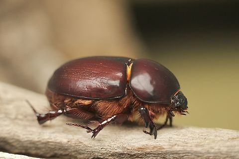 Pimelopus nothus  Australia,Eamw beetles,Encounter Bay SA,Fall,Geotagged,Pimelopus nothus,UVL