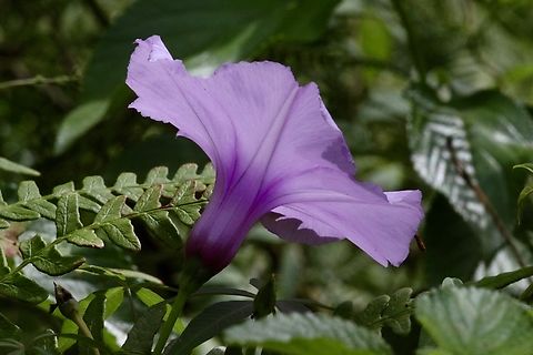 Coastal Morning Glory  or Blue Morning Glory - Ipomoea indica  Australia,Blue Morning Glory,Eamw flora,Geotagged,Haleculani NSW,Ipomoea indica,Summer